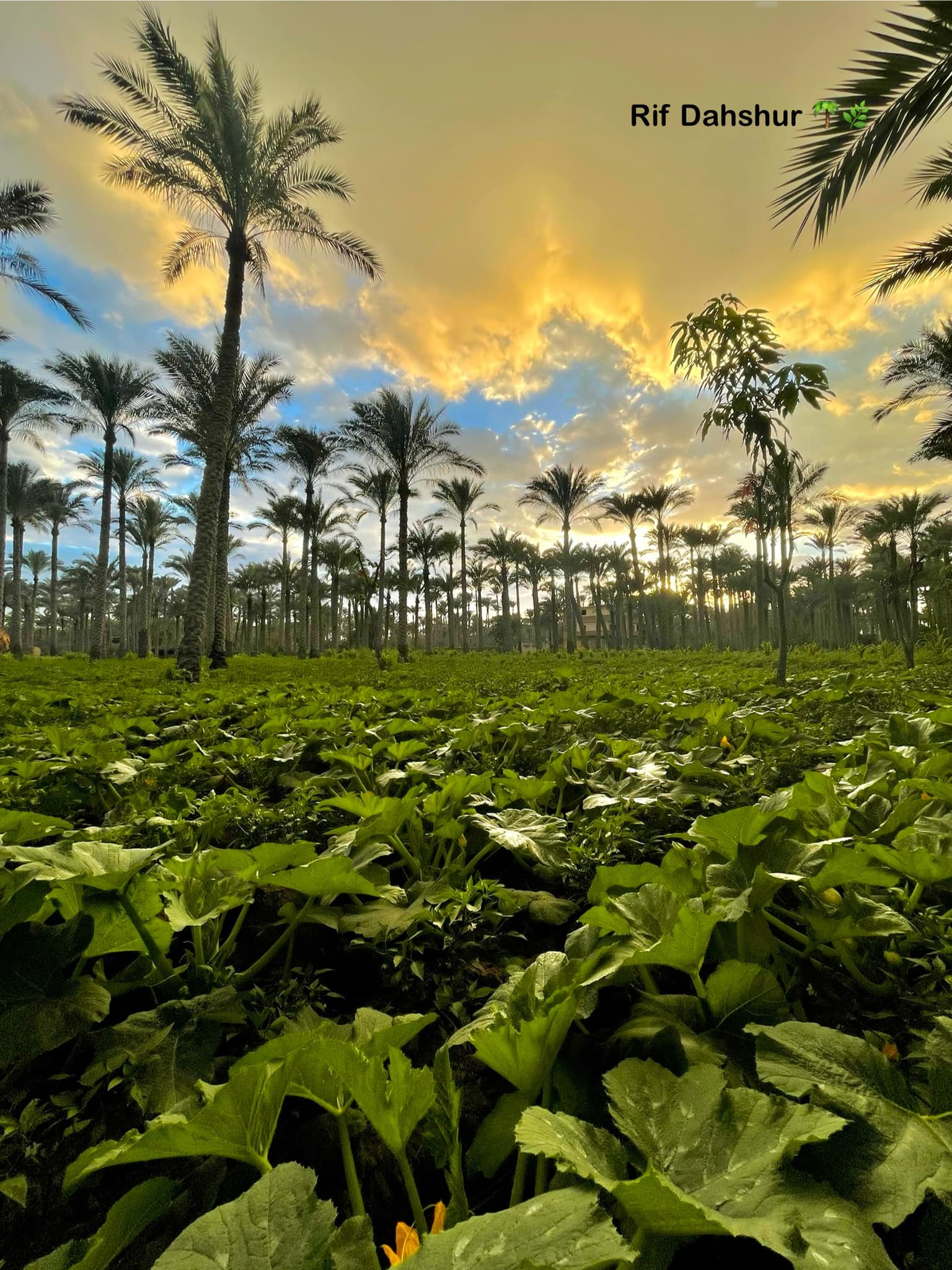 dahshur pyramid tour