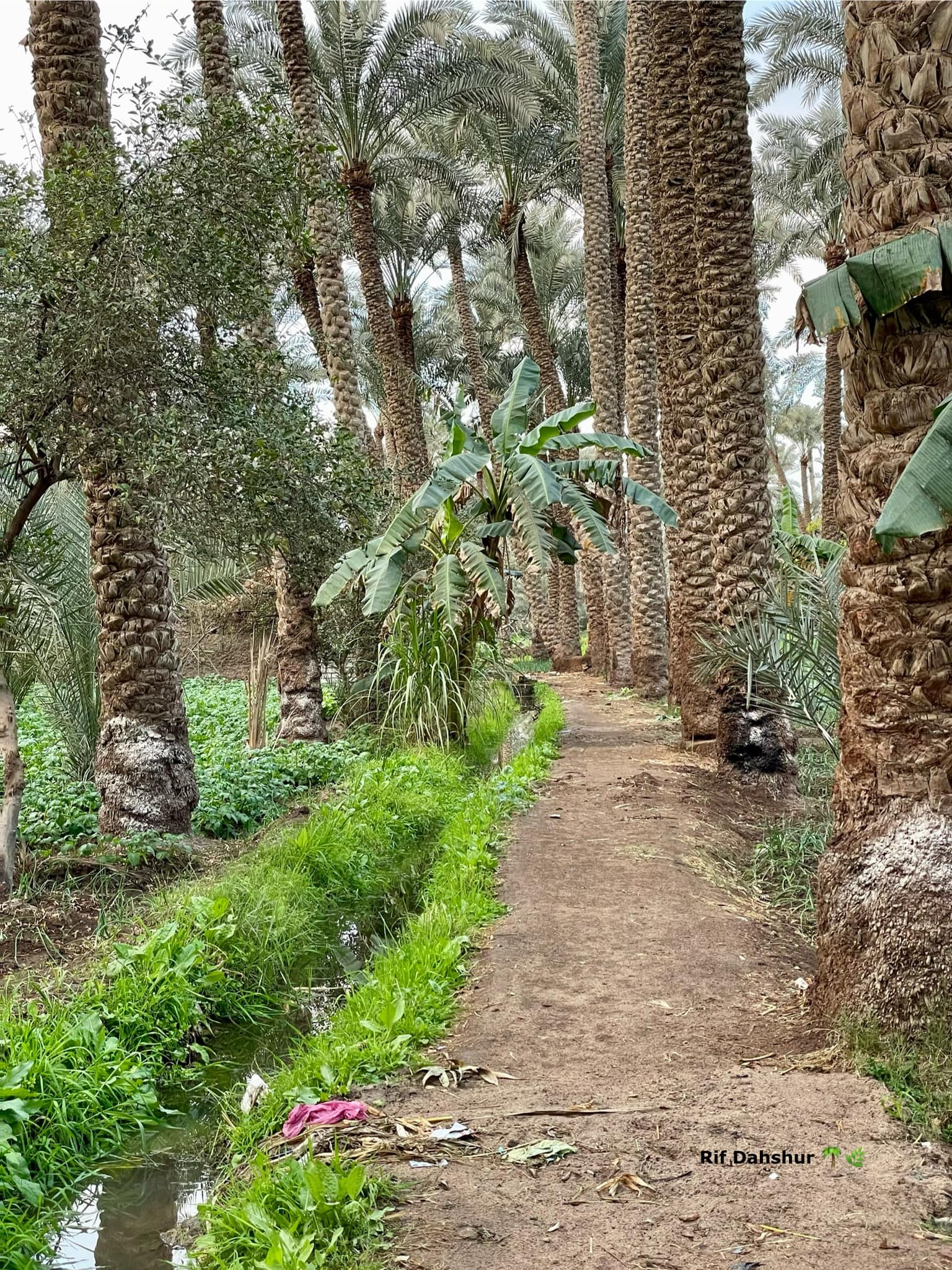 dahshur pyramid tour