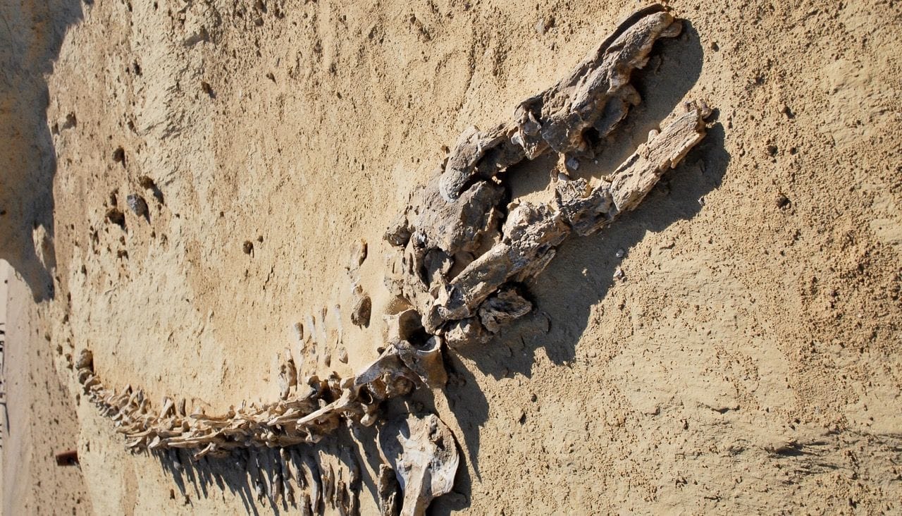 Fayoum Day Trip from Cairo